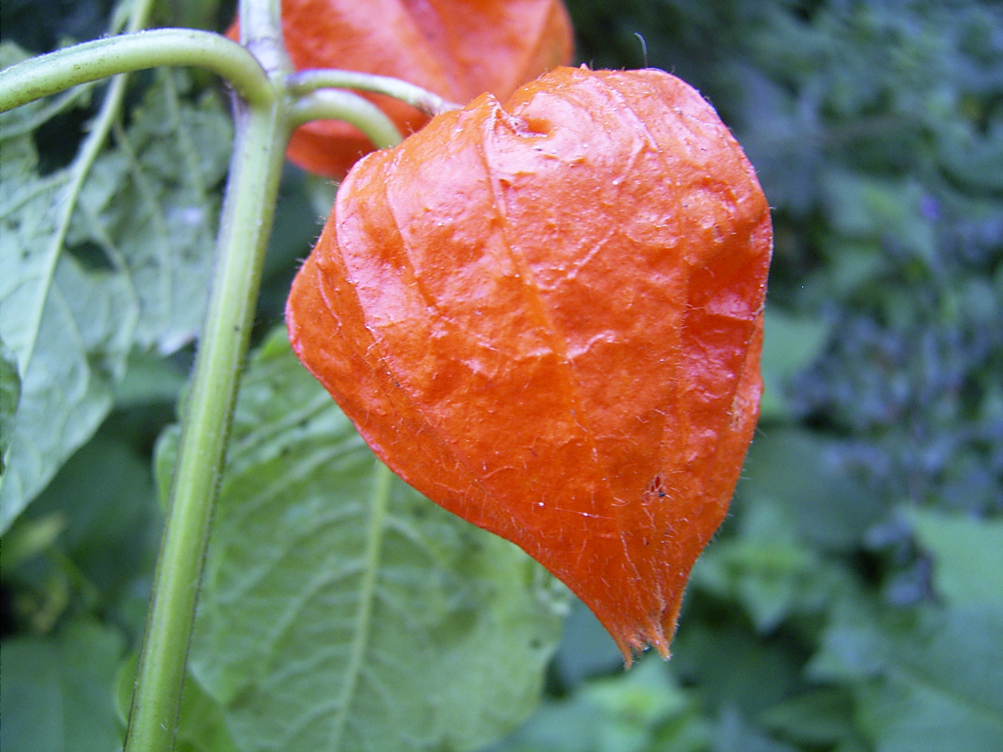 Chinese lantern
